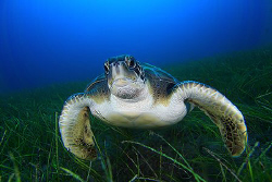Green turtle on the seagrass. by Miguel Cortés 